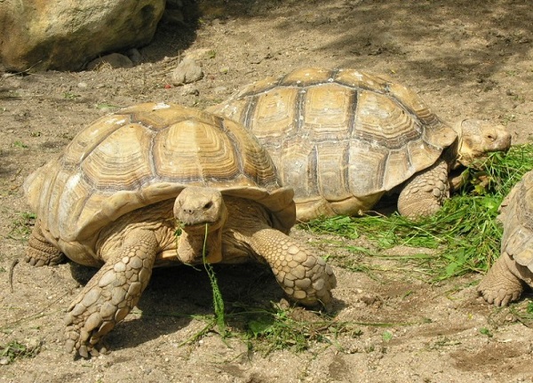 Testuggine sulcata