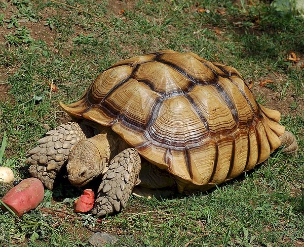 Testuggine sulcata