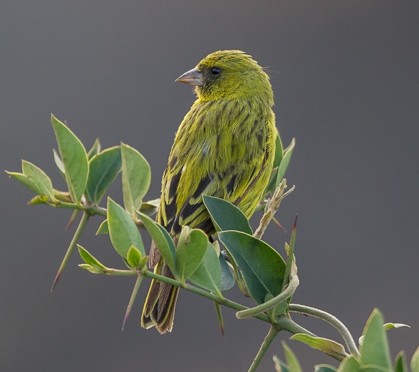 Venturone africano