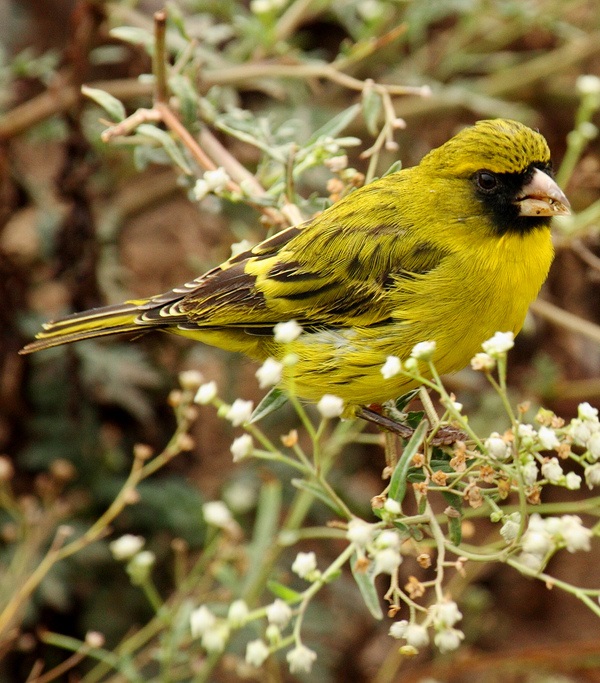 Venturone africano