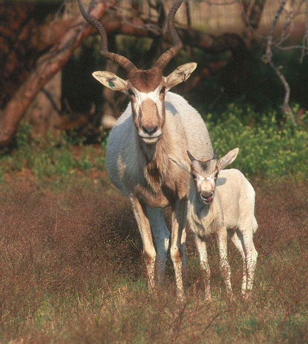 Addax