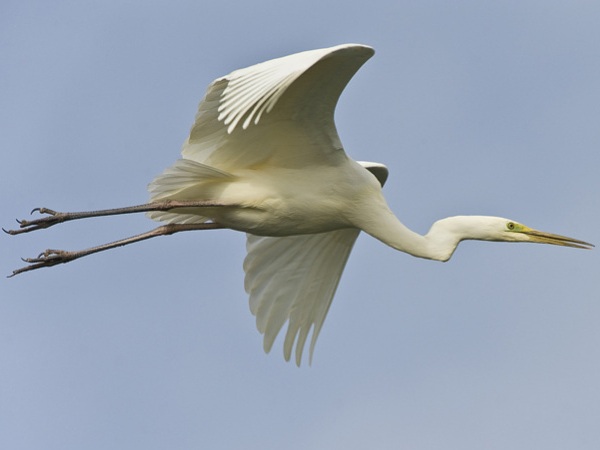 Airone bianco maggiore