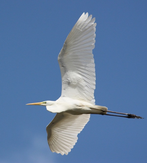 Airone bianco maggiore