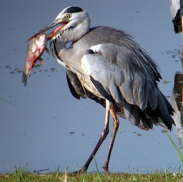 Airone cinerino