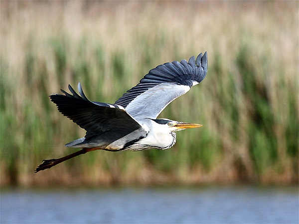 Airone cinerino