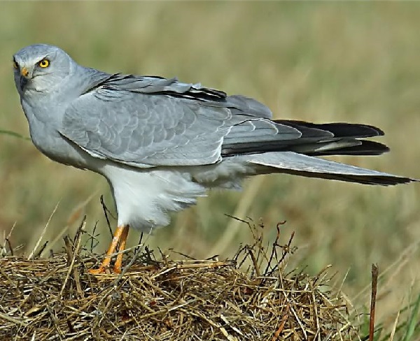 Albanella pallida