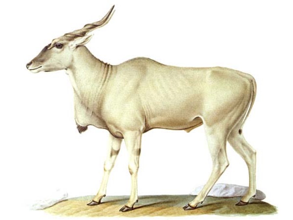 Antilope alcina