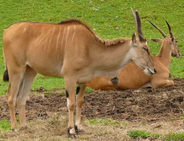 Antilope alcina