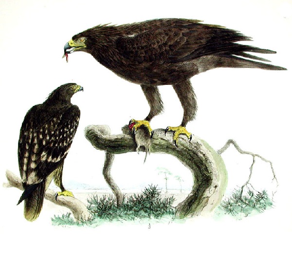 Aquila anatraia minore