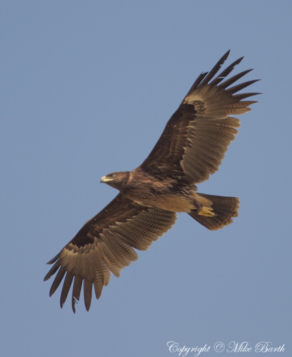 Aquila anatraia minore