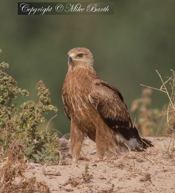 Aquila anatraia minore