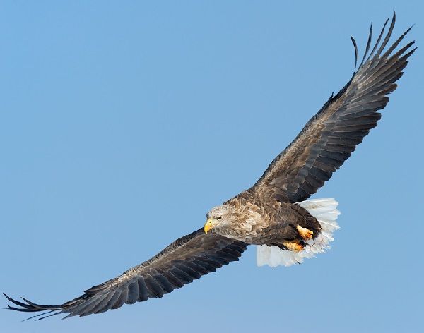 Aquila di mare