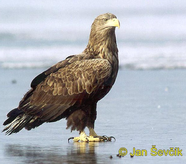 Aquila di mare