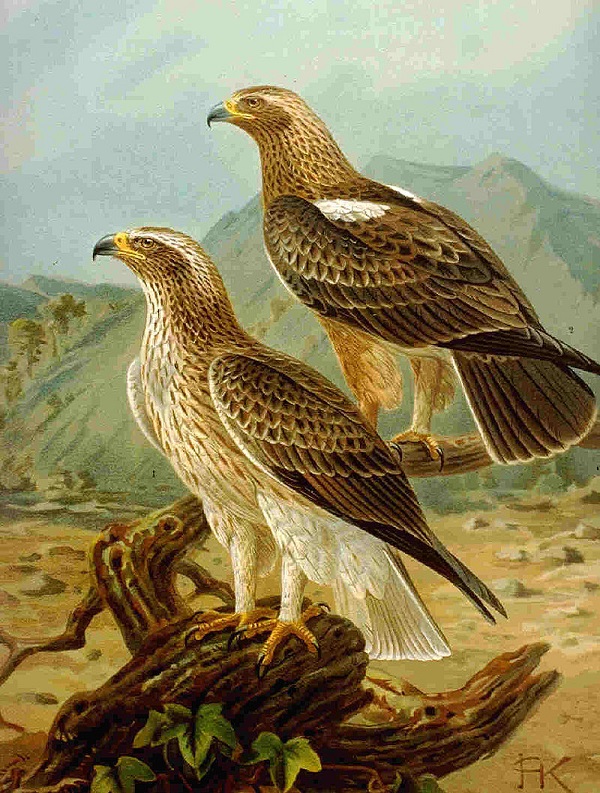 Aquila minore