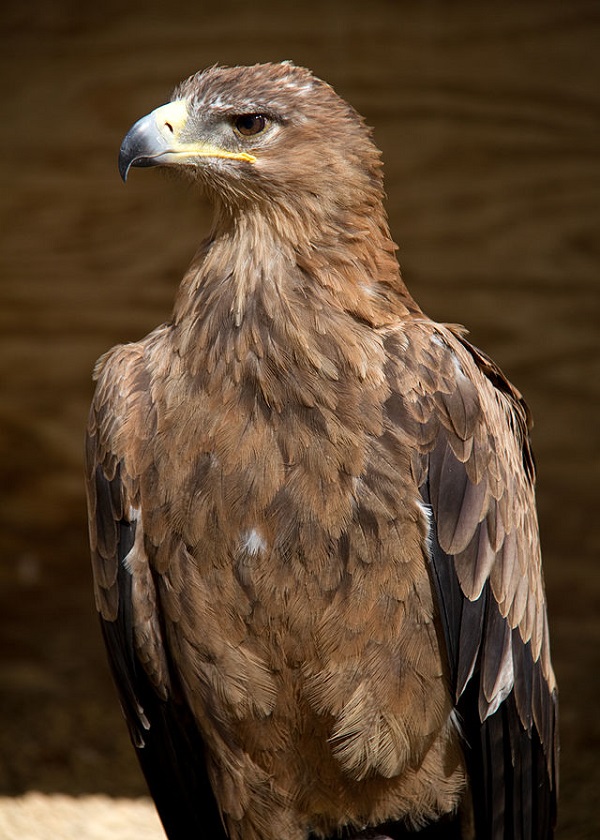 Aquila rapace