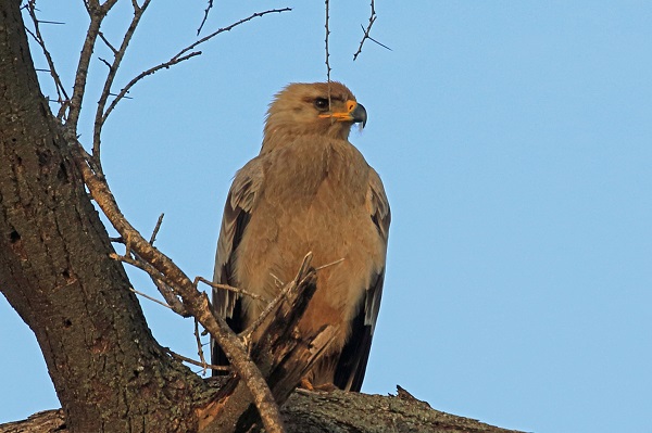 Aquila rapace