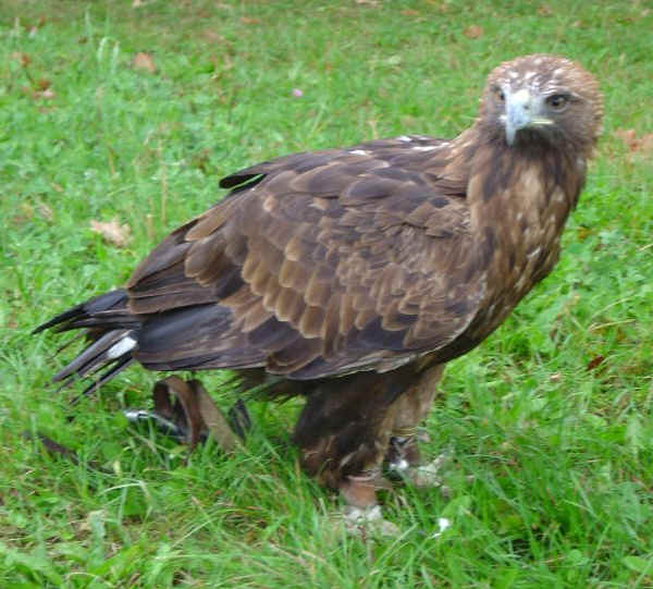 Aquila reale