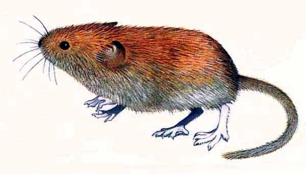 Arvicola rossastra