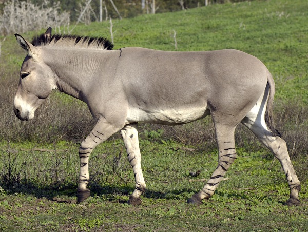 Asino selvatico africano