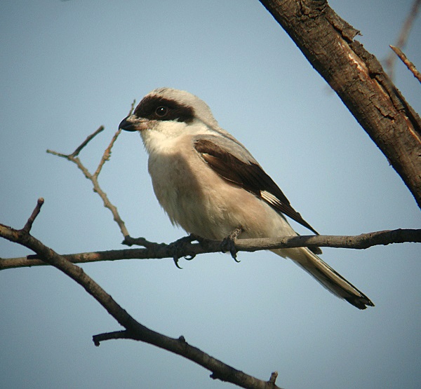 Averla cenerina