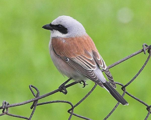 Averla piccola - Lanius collurio L.