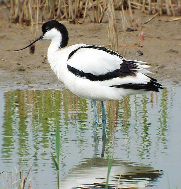 Avocetta - Recurvirostra avosetta L.