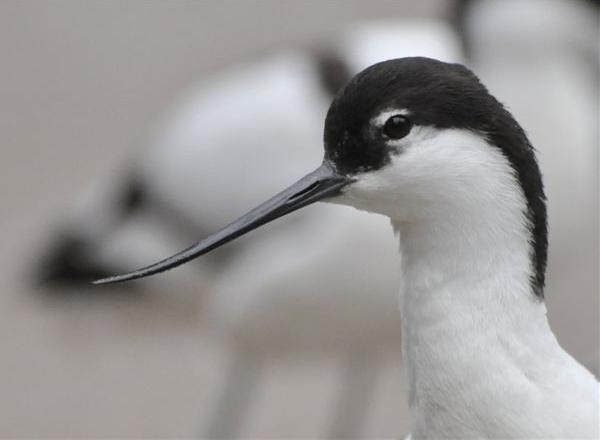 Avocetta - Recurvirostra avosetta L.