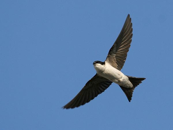 Balestruccio - Delichon urbicum L.