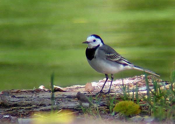 Ballerina bianca - Motacilla alba L.