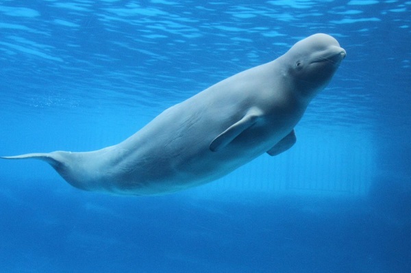 Beluga