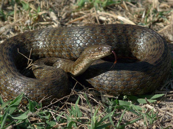 Biscia Tassellata