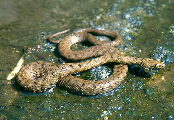 Biscia Tassellata
