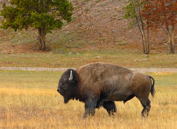 Bisonte americano