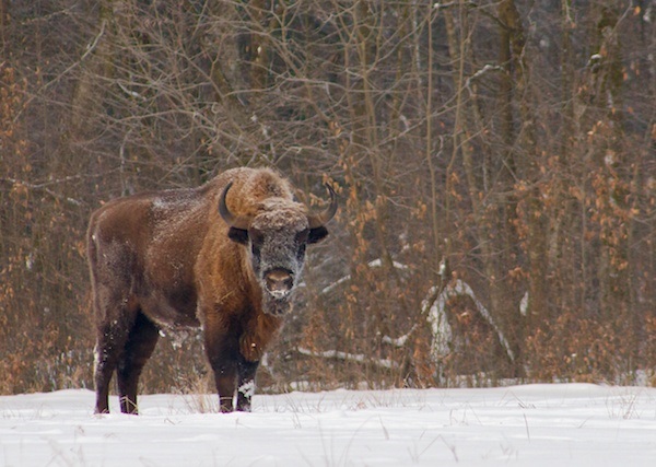 Bisonte europeo