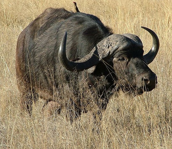 Bufalo cafro