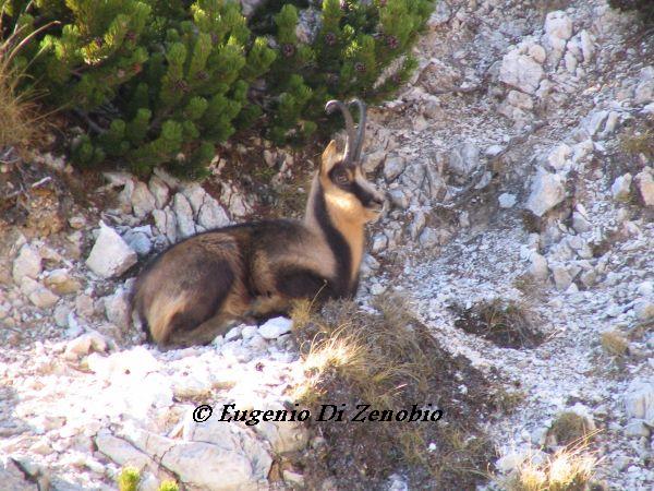 Camoscio d'Abruzzo