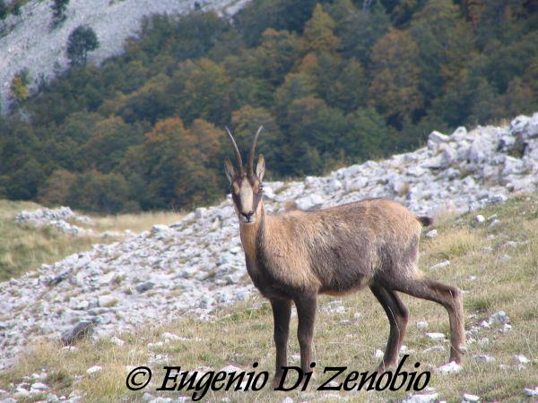 Camoscio d'Abruzzo