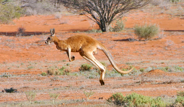 Canguro gigante rosso