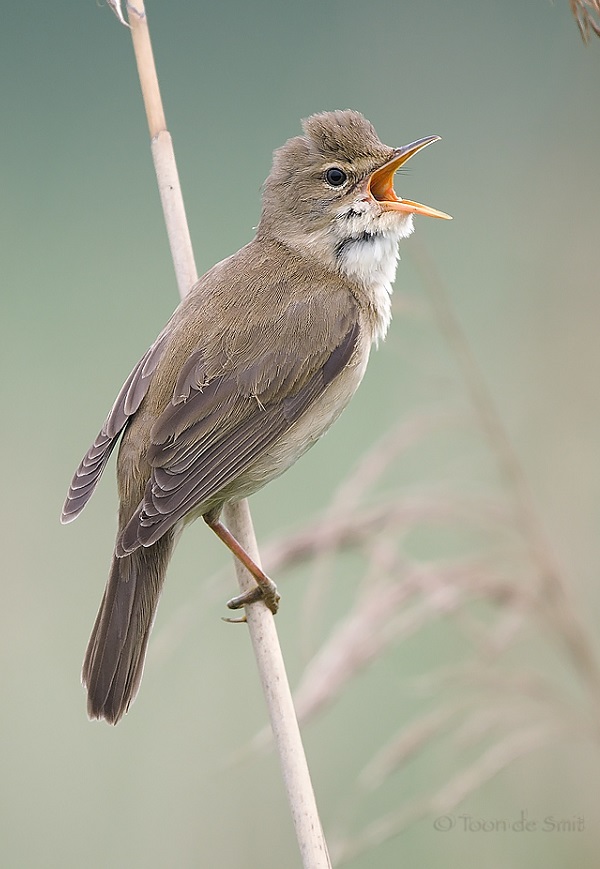 Cannaiola verdognola