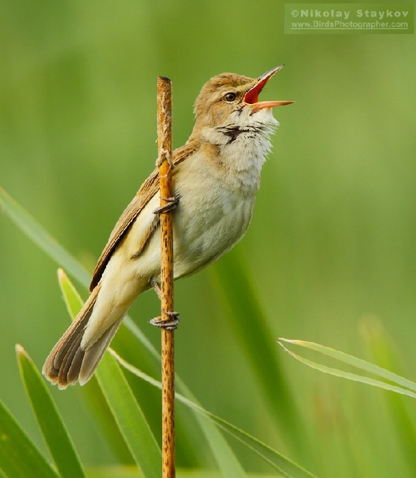 Cannareccione