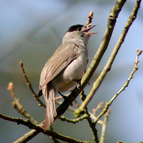 Capinera - Sylvia atricapilla L.