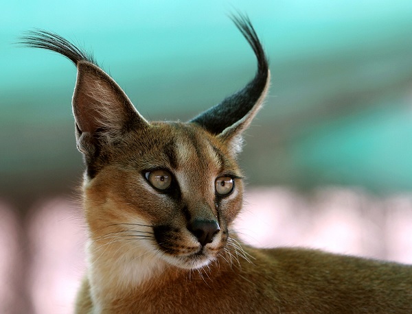 Caracal