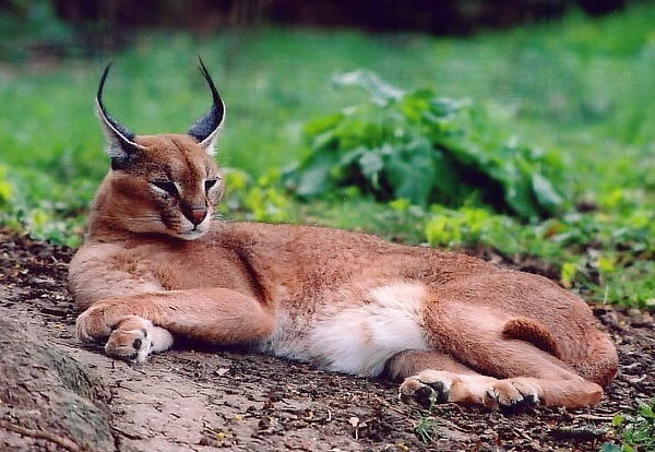 Caracal