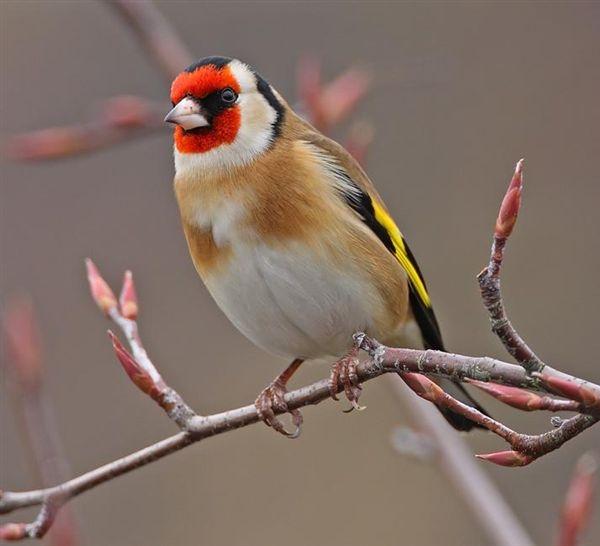 Cardellino - Carduelis carduelis L.