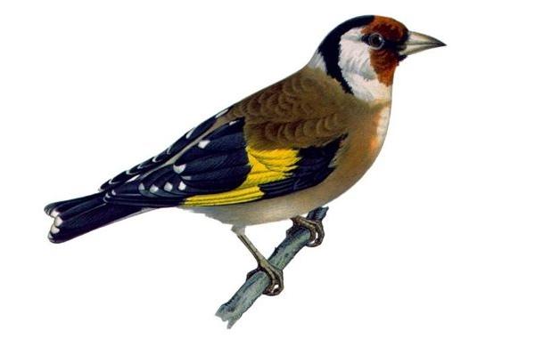 Cardellino - Carduelis carduelis L.