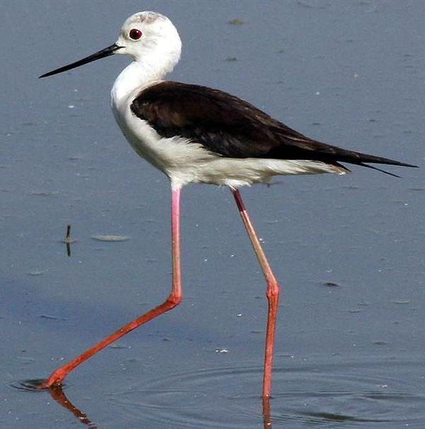 Cavaliere d'Italia - Himantopus himantopus L. 