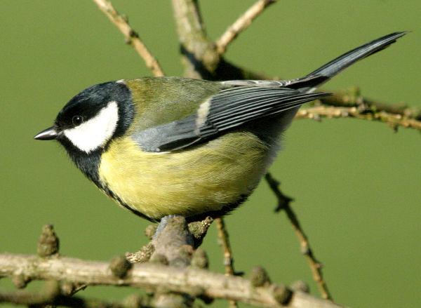 Cinciallegra - Parus major L.