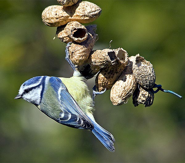 Cinciarella - Parus caeruleus L.