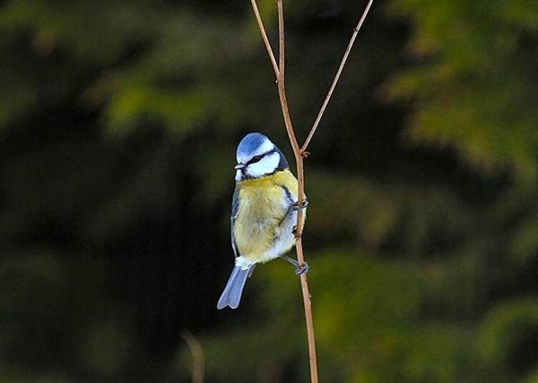 Cinciarella - Parus caeruleus L.