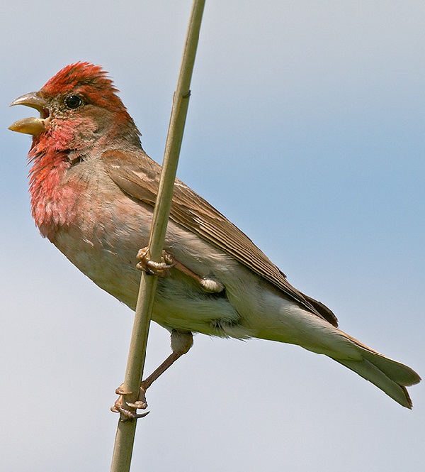 Ciuffolotto scarlatto